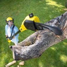 Best Lawn Maintenance Plans  in Burleson, TX