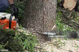 Best Lawn Pest Prevention  in Burleson, TX