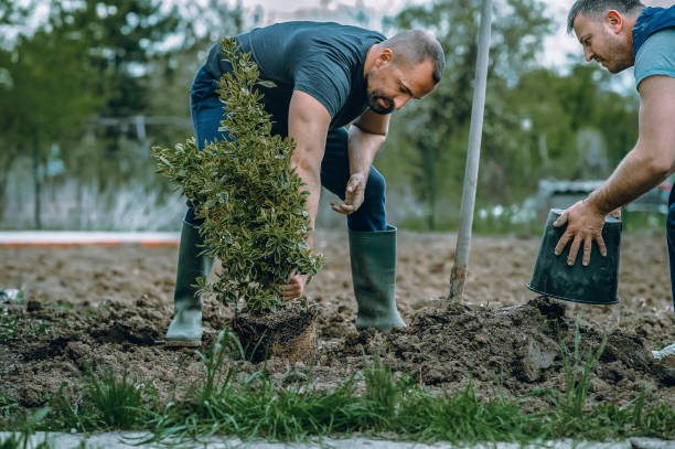 Best Storm Damage Tree Cleanup  in Burleson, TX