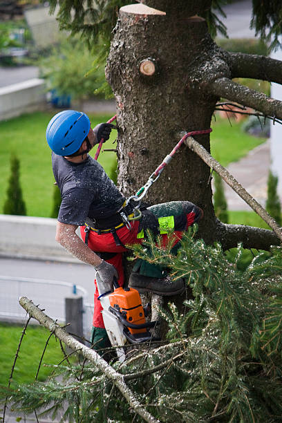 How Our Tree Care Process Works  in  Burleson, TX